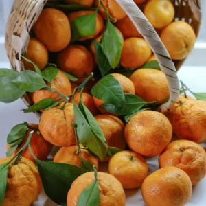 Premium Export Quality Kinnow 10 kgs box